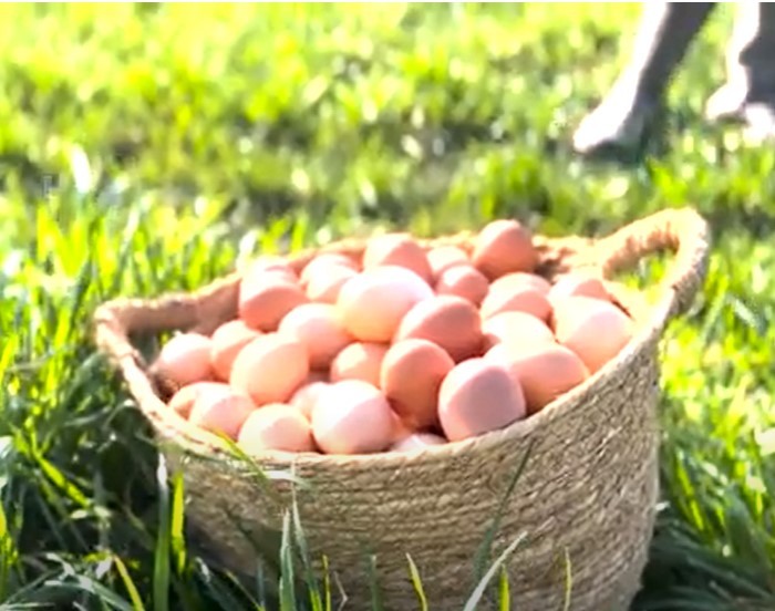 EL RANCHO gallinas felices en pastoreo - Tacuarembó